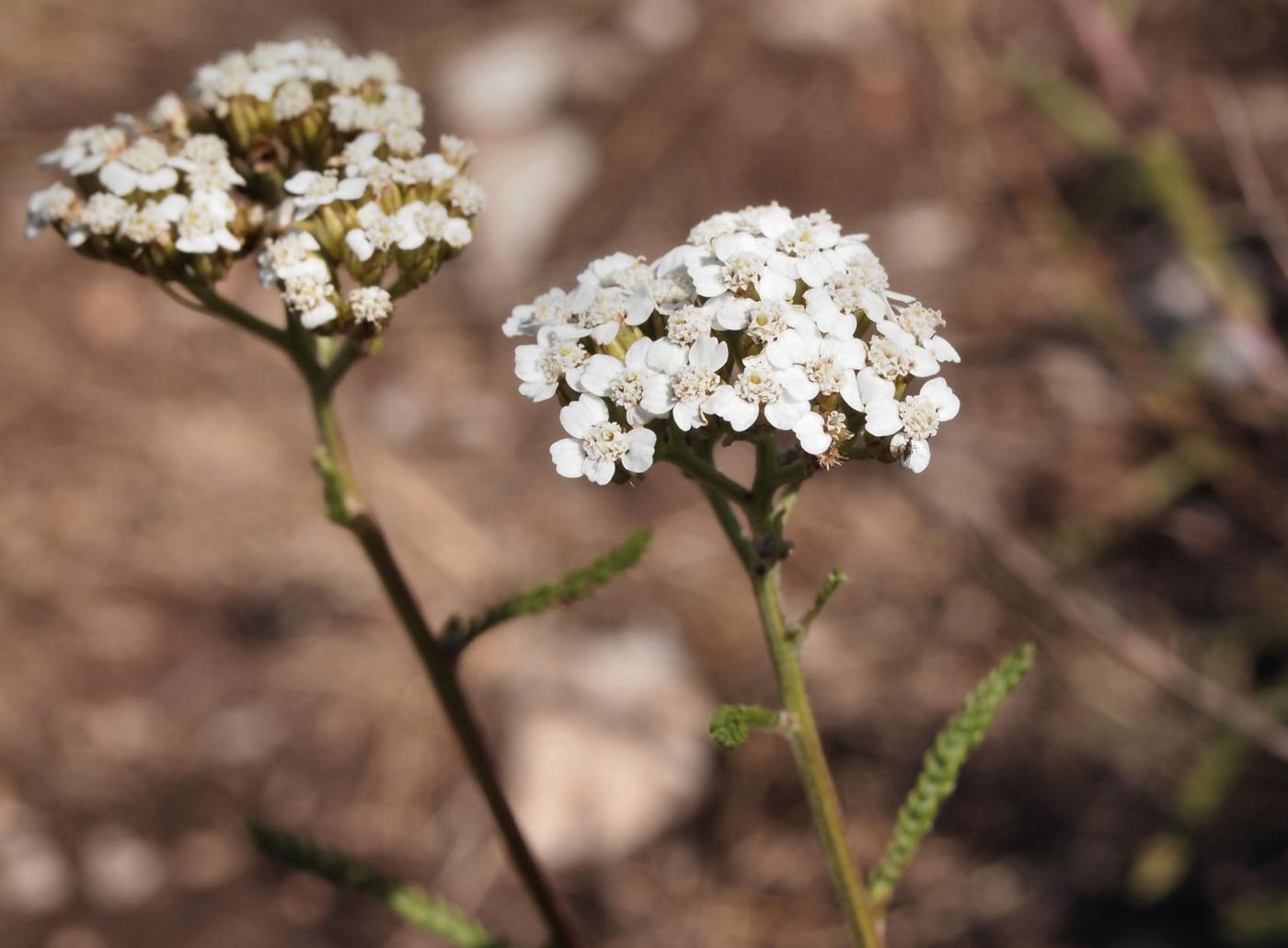 Yarrow, Fragrant flower